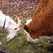 Fred Hays Photo 11