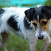 Russell Roy Photo 12