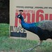 Lisa Peacock Photo 20