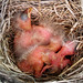 Robin Gauthier Photo 9