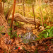 Fern Davidson Photo 9