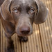 Lois Wood Photo 10