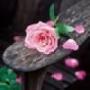 Cheryl Noll Photo 30