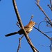 Amy Thrasher Photo 23