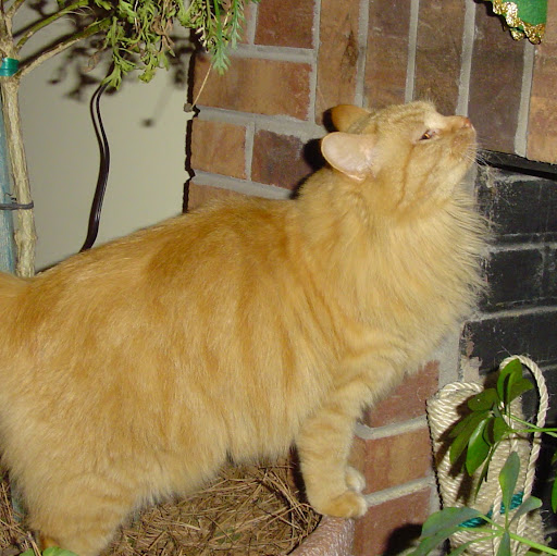 Peggy Pierce Photo 13
