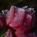 Valerie Frost Photo 3