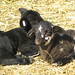 Vernon Lamb Photo 11