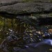Glen Adams Photo 48