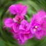 Julia Weis Photo 9
