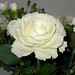 Lynn White Photo 12