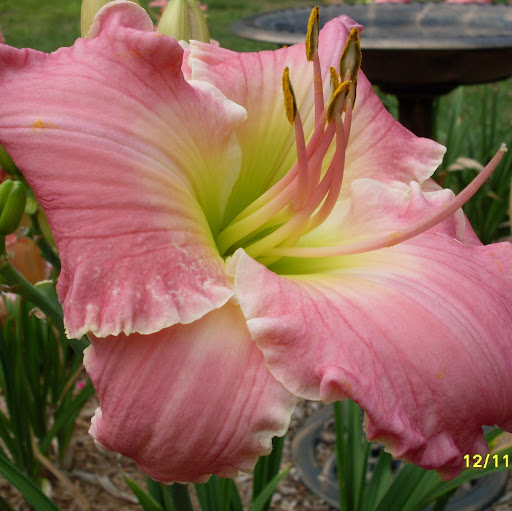 Cynthia Libby Photo 30