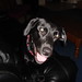 Alan Bunch Photo 21