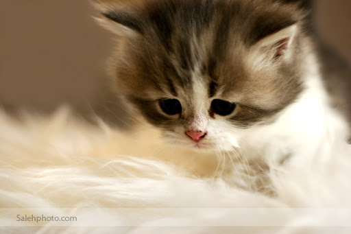 Ching Wong Photo 36