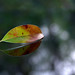 Rene Sharp Photo 17
