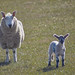 Steven Mutton Photo 10