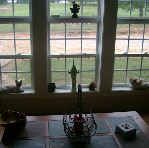 Debra Strickland Photo 12