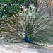 Margaret Peacock Photo 28