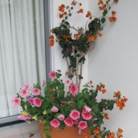 Lorraine Cox Photo 42