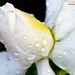 Joy Flowers Photo 23