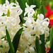Hyacinth Stephens Photo 6