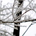 Crystal Cheney Photo 9