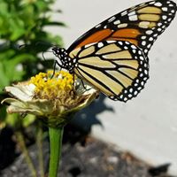 Linda Kimble Photo 35