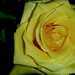 Thomas Perdue Photo 16