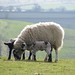 Burton Lamb Photo 7