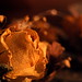 Rose Watson Photo 14