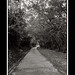 Pui Yuen Photo 11