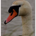 Kerry Swan Photo 8