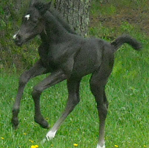 Gregory Wallace Photo 17
