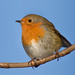 Robin Meadows Photo 16