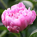 Bud Rich Photo 11