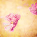 Rebecca Fix Photo 9