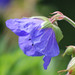 Deborah Meadows Photo 13