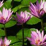 An Hoang Photo 7