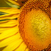 Debra Rutledge Photo 16