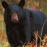 Craig Jacobson Photo 32