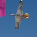 Nancy Haworth Photo 17