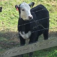 Sherry Morris Photo 27