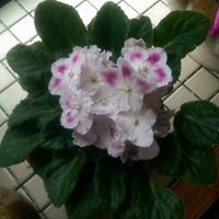 Patricia Mcclung Photo 11