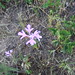Robin Pink Photo 7