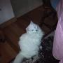 Sandra Dennis Photo 13