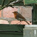 Robin Morton Photo 38
