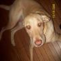 Carol Mclaughlin Photo 33