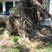 Katrina Root Photo 4