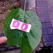 Olga Rivas Photo 20