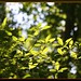 Virginia Vines Photo 6