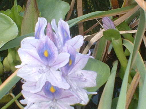 Roberta Garrison Photo 4